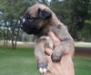 Grizzley the Bulldog Puppy