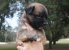 Grizzley the Bulldog Puppy