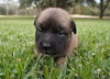 Grizzley the Bulldog Puppy