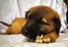 Grizzley the Bulldog Puppy