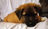 Grizzley the Bulldog Puppy