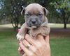 Romeo the Bulldog Puppy