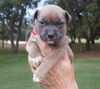 Romeo the Bulldog Puppy