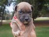 Romeo the Bulldog Puppy