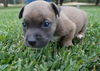 Romeo the Bulldog Puppy