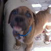 Romeo the Bulldog Puppy
