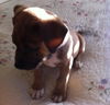 Romeo the Bulldog Puppy