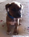 Romeo the Bulldog Puppy