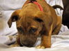 Romeo the Bulldog Puppy