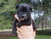 Harley the Bulldog Puppy