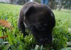 Harley the Bulldog Puppy