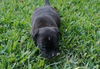 Harley the Bulldog Puppy