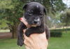 Harley the Bulldog Puppy
