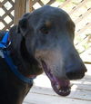 Bobby Blue the Velcro Dobie