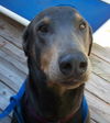 Bobby Blue the Velcro Dobie