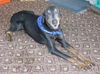 Bobby Blue the Velcro Dobie