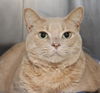 Chelsea the Declawed