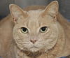 Chelsea the Declawed