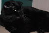 Titus the Chatterbox Scottish Fold Mix