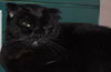 Titus the Chatterbox Scottish Fold Mix