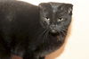 Titus the Chatterbox Scottish Fold Mix