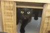 Titus the Chatterbox Scottish Fold Mix