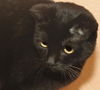 Titus the Chatterbox Scottish Fold Mix