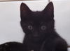 Cole the Cuddly Kitten