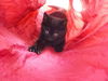 Cole the Cuddly Kitten