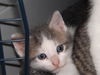 Sam the Bath Time Kitten