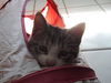 Sam the Bath Time Kitten