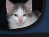 Sam the Bath Time Kitten