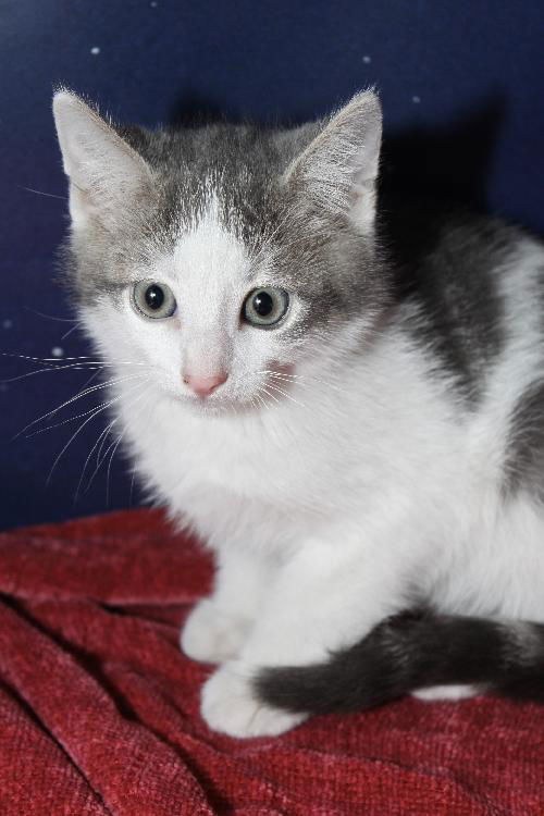 Sam the Bath Time Kitten