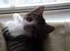 Bob the Kitten