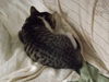 Bob the Kitten