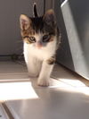 Bob the Kitten