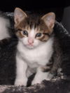 Bob the Kitten