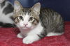 Bob the Kitten