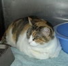 Reese the Laid Back Declawed Calico
