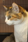 Reese the Laid Back Declawed Calico