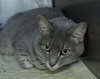 Pumpkin the Chatty DeClawed Tabby