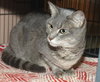 Pumpkin the Chatty DeClawed Tabby
