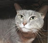 Pumpkin the Chatty DeClawed Tabby