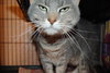 Pumpkin the Chatty DeClawed Tabby