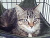 Dewey the Lover Boy Kitten