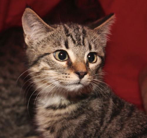 Dewey the Lover Boy Kitten