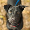 Zale the Lab/Schipperke puppy