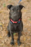 Zale the Lab/Schipperke puppy