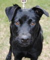 Zale the Lab/Schipperke puppy