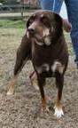 Franci the Shy Hound